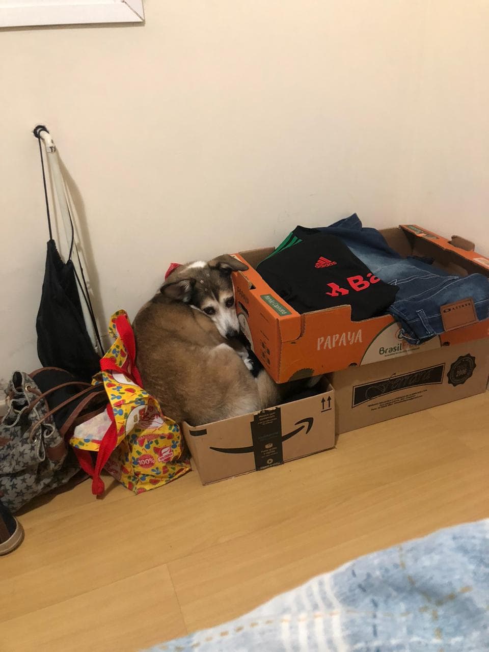 A Blanca em cima da minhas roupas